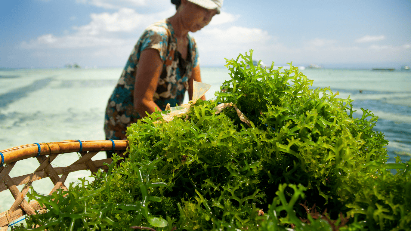 حمام جلبک دریای: سنتی که دوباره جان گرفته است