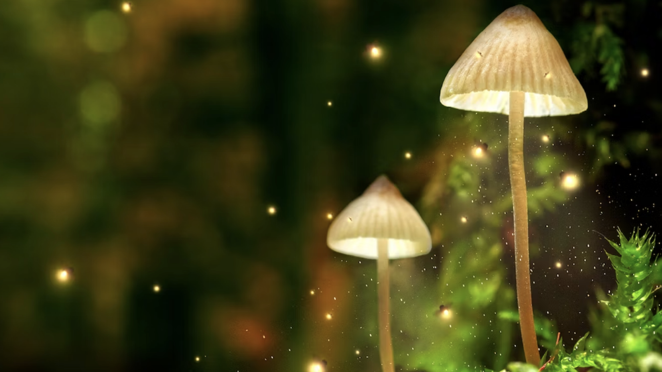 قارچ جادویی در زیبایی: از روان‌گردان تا رطوبت‌رسان پوست